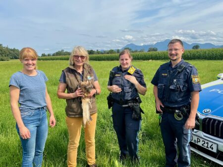 PRIEN AM CHIEMSEE - 🦅 Rettung für Rotmilan am Mittwoch (06.08.2025)! Polizei lässt geretteten Greifvogel nach zwei Wochen Pflege wieder frei! 🌿