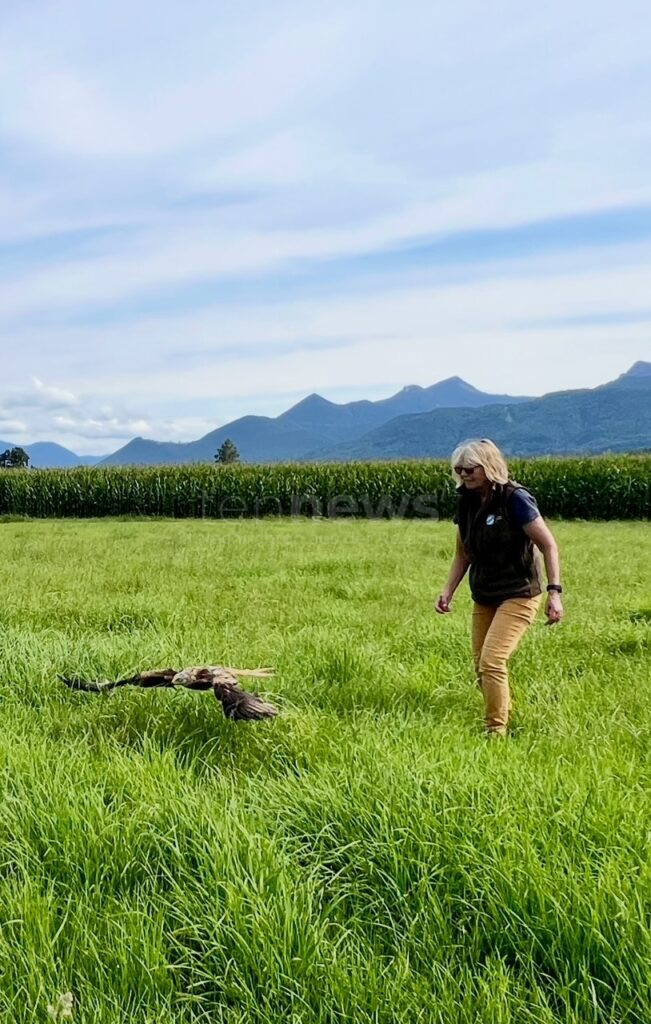 PRIEN AM CHIEMSEE - 🦅 Rettung für Rotmilan am Mittwoch (06.08.2025)! Polizei lässt geretteten Greifvogel nach zwei Wochen Pflege wieder frei! 🌿