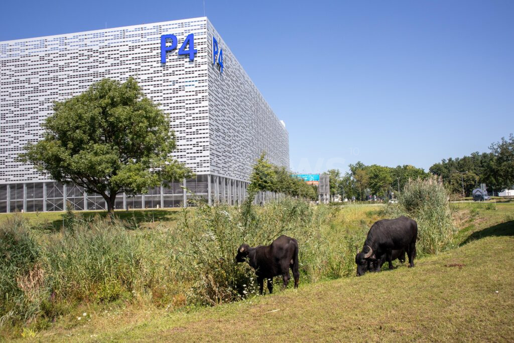 NÜRNBERG - 🐃 Tierische Kunde vom Airport Nürnberg am Montag (11.08.2025): Fünf Wasserbüffel grasen wieder auf Wiesen am Flughafen! 🌿
