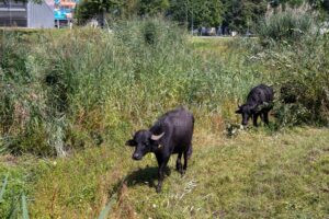 NÜRNBERG - 🐃 Tierische Kunde vom Airport Nürnberg am Montag (11.08.2025): Fünf Wasserbüffel grasen wieder auf Wiesen am Flughafen! 🌿
