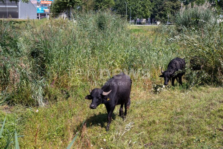 NÜRNBERG - 🐃 Tierische Kunde vom Airport Nürnberg am Montag (11.08.2025): Fünf Wasserbüffel grasen wieder auf Wiesen am Flughafen! 🌿