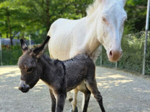 HOF - 🐴 Barockesel-Nachwuchs im Zoo: Liselotte bringt Freude und Hoffnung für die seltene Haustierrasse – und soll Senioren als Erinnerungs-Tier besuchen! 🌟