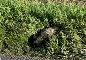 WAIDHOFEN - 🐗 Mercedes erfasst Wildschweinrotte auf B300 am Donnerstag (28.08.2025)! Fünf Tiere tot - Fahrer leicht verletzt! 🚗