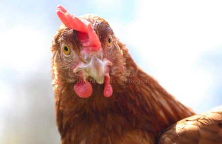 INGOLSTADT - 🚴 Pedelec-Fahrer am Sonntag (17.08.2025) überfährt Huhn! Mann (58) kollidiert mit dem Tier, stürzt und verletzt sich schwer! 🐔