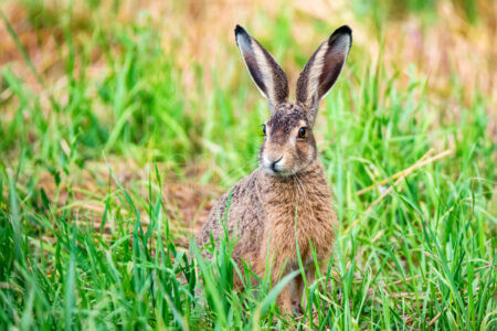 SCHROBENHAUSEN – 🐇 Hasenpest im Landkreis nachgewiesen: Tularämie bei Feldhasen bestätigt, Übertragung auf Menschen möglich – Schutzmaßnahmen beachten!
