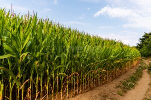 WITZMANNSBERG - 🌽 Kurioser „Schatz“ am Freitag (15.08.2025) im Maisfeld entdeckt! 300 Kästen Leergut im Schutz der hohen Pflanzen versteckt! 🍺