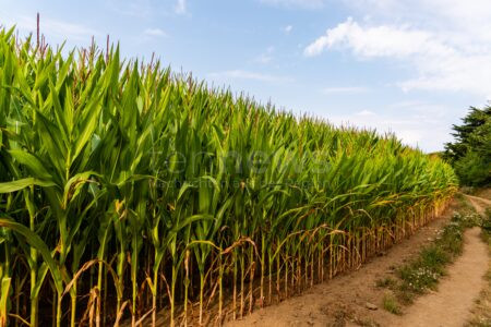 WITZMANNSBERG - 🌽 Kurioser „Schatz“ am Freitag (15.08.2025) im Maisfeld entdeckt! 300 Kästen Leergut im Schutz der hohen Pflanzen versteckt! 🍺
