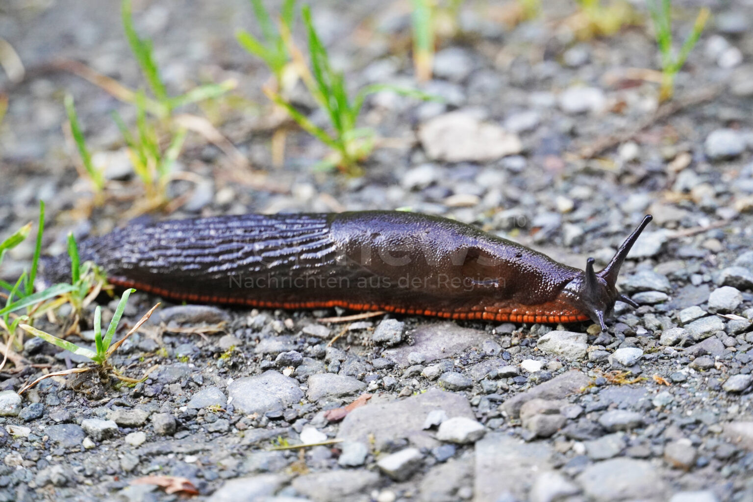 SCHWABACH - 🐌 Nacktschnecke löst nächtlichen Klingelstreich am Mittwoch (20.08.2025) aus! Polizei muss anrücken und umzusiedeln! 🚔