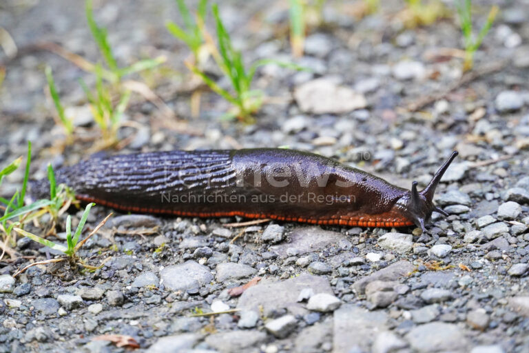 SCHWABACH - 🐌 Nacktschnecke löst nächtlichen Klingelstreich am Mittwoch (20.08.2025) aus! Polizei muss anrücken und umzusiedeln! 🚔