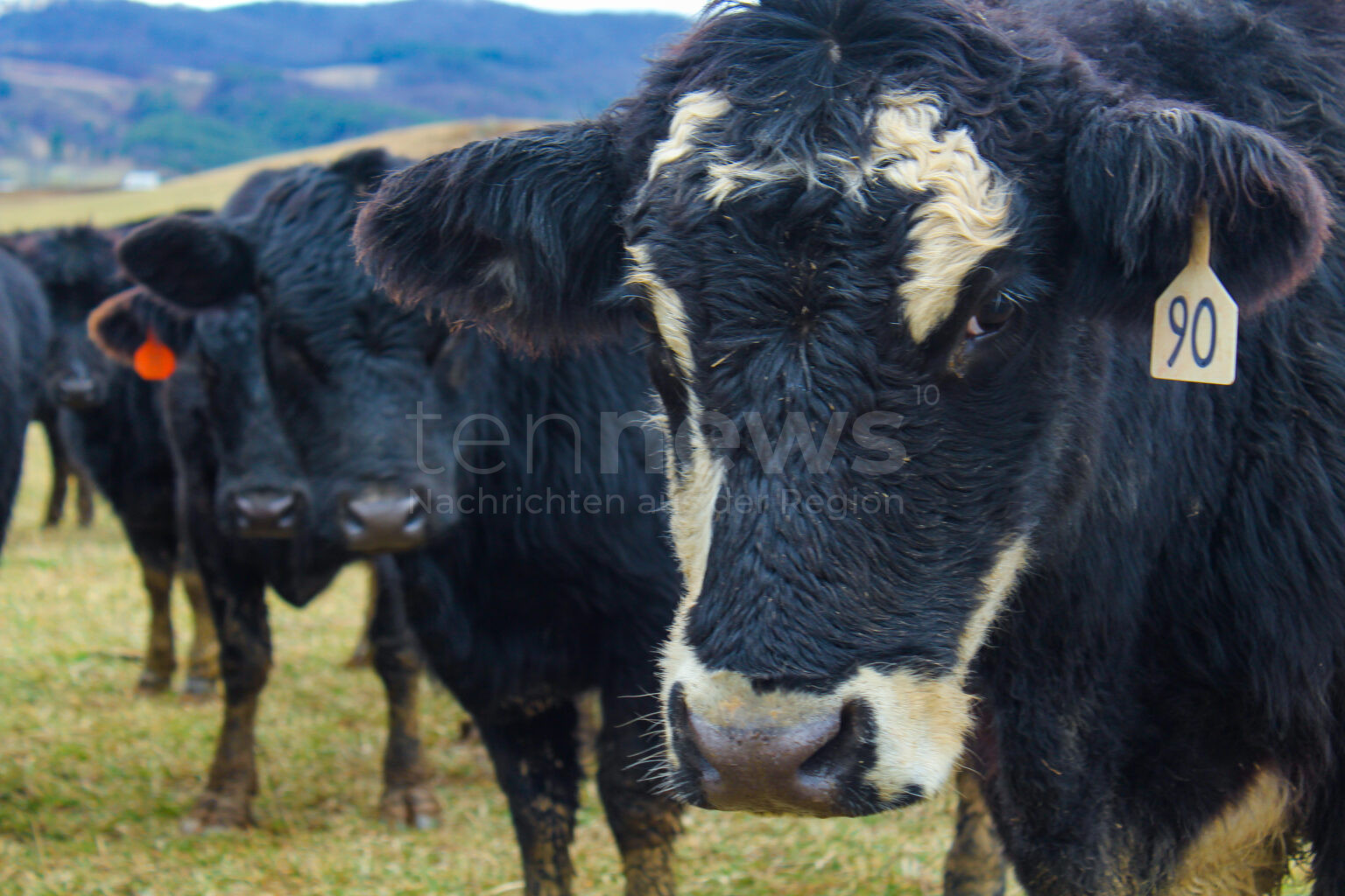 MARLOFFSTEIN - 🐄 Nächtlicher Kuh-Ausflug in der Nacht auf Freitag (02.08.2025)! Sechs Rinder wandern durch drei Orte - Auto beschädigt! 🚗