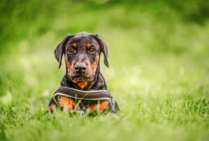 VATERSTETTEN - 🐶 Welpenhandel am Donnerstag (31.07.2025) in Parsdorf aufgedeckt! Polizei stellt Dobermänner sicher – Verfahren gegen Verkäufer. 🚨