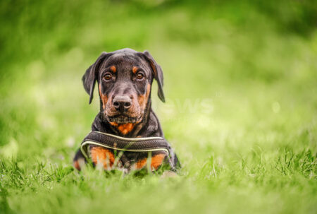VATERSTETTEN - 🐶 Welpenhandel am Donnerstag (31.07.2025) in Parsdorf aufgedeckt! Polizei stellt Dobermänner sicher – Verfahren gegen Verkäufer. 🚨