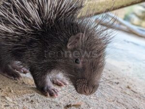 HOF - 🦔 Süßer Zoo-Nachwuchs: Stachelschwein-Baby sucht Namen - Hofer können bis Sonntag (10.08.2025) zwischen Yaro, Mowgli und Ketan wählen! 🗳️