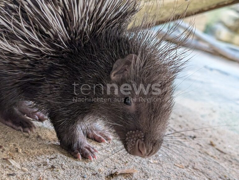 HOF - 🦔 Süßer Zoo-Nachwuchs: Stachelschwein-Baby sucht Namen - Hofer können bis Sonntag (10.08.2025) zwischen Yaro, Mowgli und Ketan wählen! 🗳