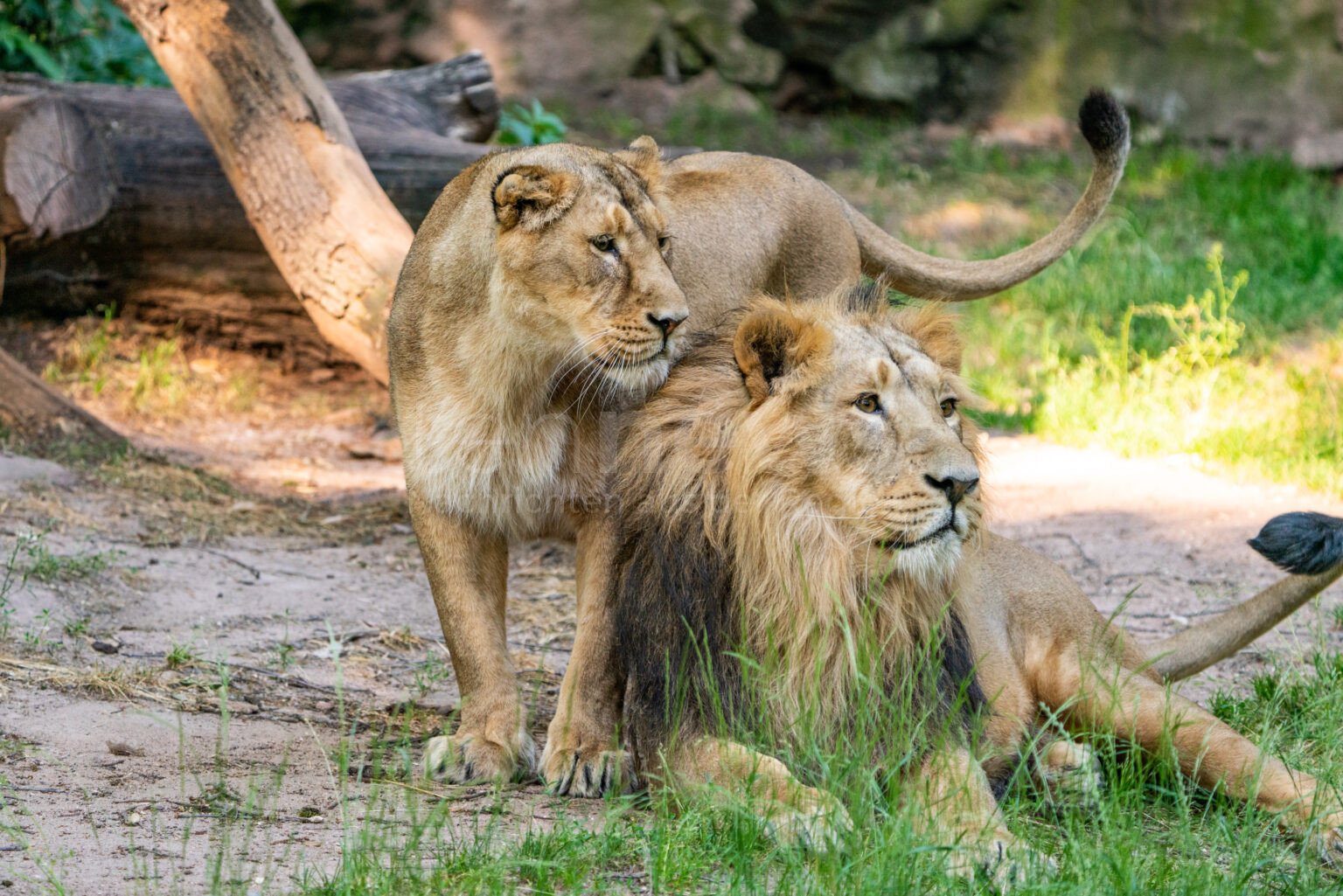 NÜRNBERG - 😢 Neugeborener Asiatischer Löwe am Donnerstag (07.08.2025) geboren! Mutter Aarany frisst Jungtier nach wenigen Tagen auf! 🦁