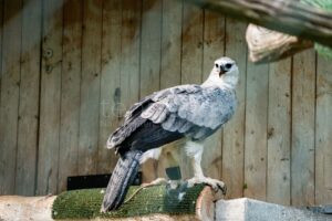 NÜRNBERG - 🦅 Junge Harpyie Amaya im Tiergarten zu sehen: Zuchterfolg, Artenschutz und neue Forschung im Fokus – Zoo koordiniert Erhaltungszuchtprogramm! 🌳