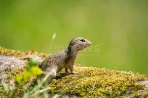 NÜRNBERG - 🐹 Tiergarten wildert am Donnerstag (29.08.2025) zehn bedrohte Ziesel in Tschechien aus! Ausgestorbene Art soll zurückkehren! 🌿