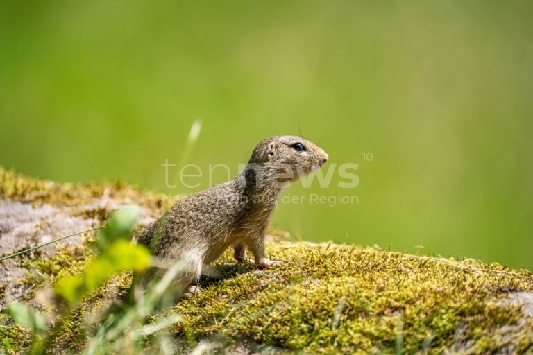 NÜRNBERG - 🐹 Tiergarten wildert am Donnerstag (29.08.2025) zehn bedrohte Ziesel in Tschechien aus! Ausgestorbene Art soll zurückkehren! 🌿