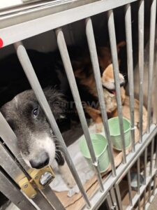 LEIPHEIM - 🐕 Zoll stoppt Hundetransport auf A8! Rumäne pfercht 45 Hunde in zu kleine Boxen - Tierschutz-Verstoß! Zwei Tiere müssen ins Heim! 🚐