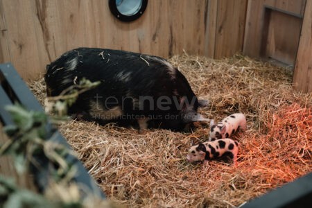 MÜNCHEN - 🐷 Nachwuchs am Sonntag (08.09.2025)! Sechs seltene Kunekune-Ferkel erobern das Mühlendorf im Tierpark Hellabrunn! 🌱