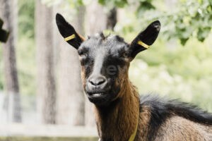 NÜRNBERG - 🐾 Tierpatenschaft ab 20 Euro im Jahr: Jugendbauernhof des Martin-Luther-Hauses sucht Unterstützer - jetzt mitmachen und Gutes tun! 🐷