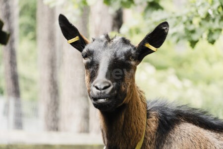 NÜRNBERG - 🐾 Tierpatenschaft ab 20 Euro im Jahr: Jugendbauernhof des Martin-Luther-Hauses sucht Unterstützer - jetzt mitmachen und Gutes tun! 🐷