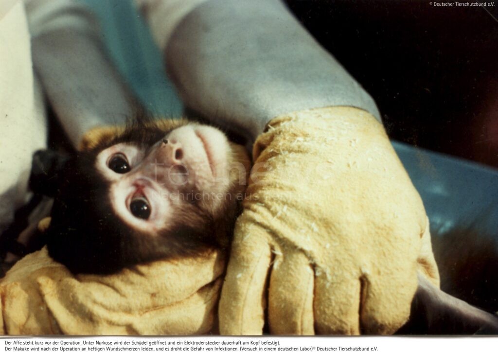 BONN - ✍️ Petition gegen Tierversuche an Affen läuft bis 20. Oktober! 30.000 Unterschriften nötig - Deutscher Tierschutzbund ruft zur Unterstützung auf! 🐵