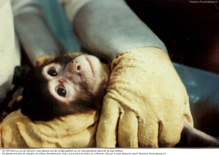 BONN - ✍️ Petition gegen Tierversuche an Affen läuft bis 20. Oktober! 30.000 Unterschriften nötig - Deutscher Tierschutzbund ruft zur Unterstützung auf! 🐵