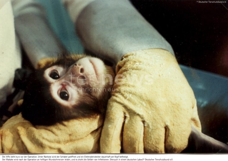 BONN - ✍ Petition gegen Tierversuche an Affen läuft bis 20. Oktober! 30.000 Unterschriften nötig - Deutscher Tierschutzbund ruft zur Unterstützung auf! 🐵