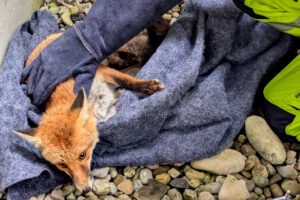 🦊 MÜNCHEN - Fuchs am Mittwoch (10.09.2025) aus Lichtschacht gerettet! Tier stürzte vier Meter ab und biss in Stromkabel - Feuerwehr hilft! 🚒