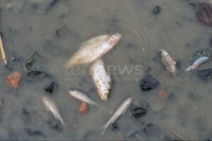 NÜRNBERG - 🐟 Fischsterben am Samstag (27. September 2025) im Langwassersee! Schaum auf Wasseroberfläche - Badeverbot verhängt! ⚠️