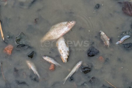 NÜRNBERG - 🐟 Fischsterben am Samstag (27. September 2025) im Langwassersee! Schaum auf Wasseroberfläche - Badeverbot verhängt! ⚠️