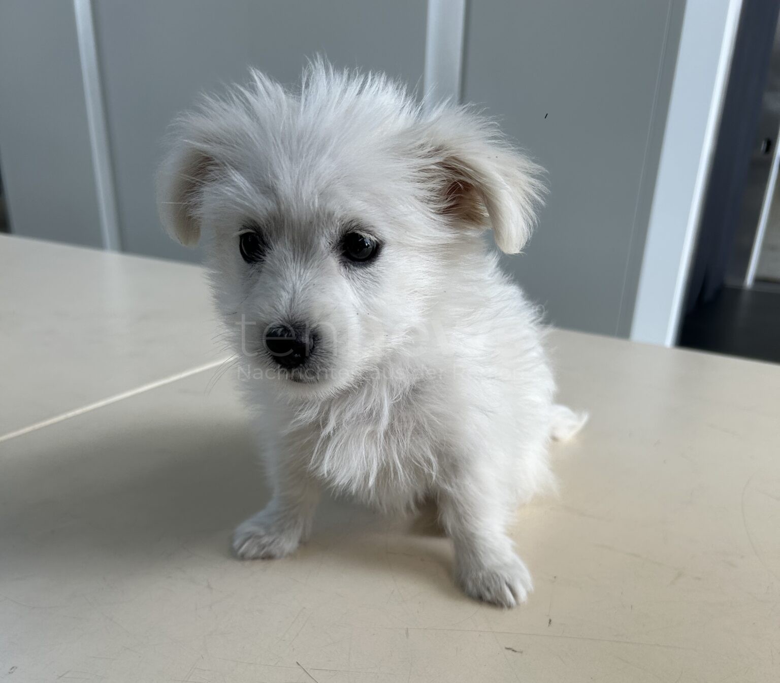 A8 BEI AUGSBURG - 🐶 Hundewelpe zu jung und ohne Impfungen: Zoll stoppt illegalen Transport auf A8! Dokumente fehlen, Tier muss in Quarantäne! 🚔
