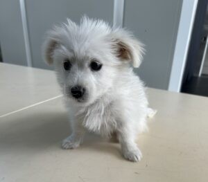 A8 BEI AUGSBURG - 🐶 Hundewelpe zu jung und ohne Impfungen: Zoll stoppt illegalen Transport auf A8! Dokumente fehlen, Tier muss in Quarantäne! 🚔