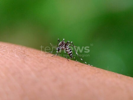 SCHWABACH - 🦟 Asiatische Tigermücke erstmals im Stadtteil Forsthof entdeckt! Stadt bittet Bürger am Montag (29.09.2025) um Mithilfe bei Eindämmung! 🏠