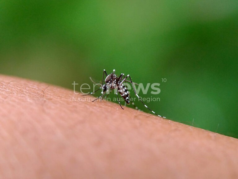 SCHWABACH - 🦟 Asiatische Tigermücke erstmals im Stadtteil Forsthof entdeckt! Stadt bittet Bürger am Montag (29.09.2025) um Mithilfe bei Eindämmung! 🏠