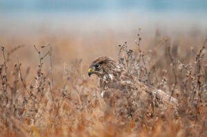 SCHWANDORF - Polizei rettet am Dienstag (23.09.2025) flugunfähigen Mäusebussard in Rauberweiherhaus! Junger Raubvogel zur Vogelauffangstation gebracht!