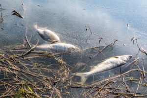 THERES - 🐟 Tote Fische im Horhäuser Badesee bereits am Donnerstag (11.09.2025)! Feuerwehren kämpfen ganze Nacht mit Pumpen gegen Fischsterben! ⚡