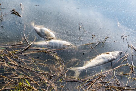 THERES - 🐟 Tote Fische im Horhäuser Badesee bereits am Donnerstag (11.09.2025)! Feuerwehren kämpfen ganze Nacht mit Pumpen gegen Fischsterben! ⚡