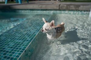 SCHROBENHAUSEN - 🐕 Fellnasen erobern das Freibad: Hundeschwimmen zum Saisonabschluss am Freitag (26.09.2025) von 14 bis 18 Uhr - Eintritt frei! 🏊