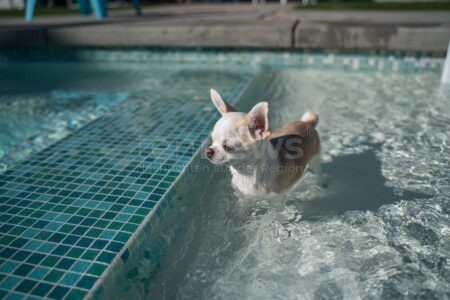 SCHROBENHAUSEN - 🐕 Fellnasen erobern das Freibad: Hundeschwimmen zum Saisonabschluss am Freitag (26.09.2025) von 14 bis 18 Uhr - Eintritt frei! 🏊