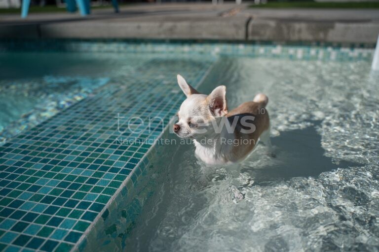 SCHROBENHAUSEN - 🐕 Fellnasen erobern das Freibad: Hundeschwimmen zum Saisonabschluss am Freitag (26.09.2025) von 14 bis 18 Uhr - Eintritt frei! 🏊