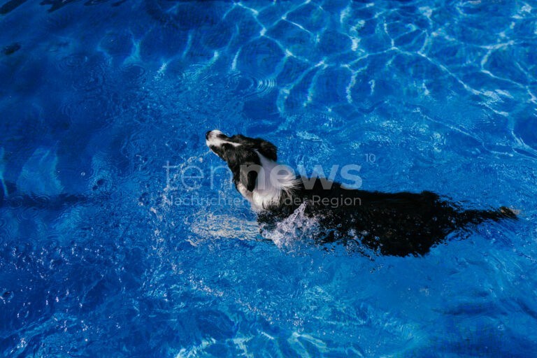 SCHROBENHAUSEN - 🐕 Hundeschwimmen am Freitag (26.09.2025) von 14-18 Uhr! Freibad exklusiv für Vierbeiner - Eintritt frei! 🏊
