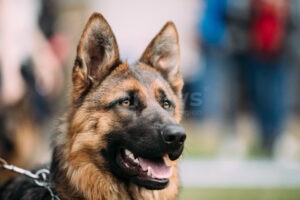 DONAUWÖRTH - Hundebiss am Freitag (05.09.2025)! Schäferhund beißt Gassigänger ins Ohr - Mann wollte eigenen Hund schützen!
