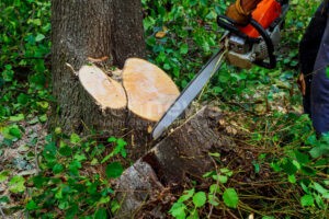 EGGSTÄTT - 🌲 Mann am Donnerstag (18.09.2025) bei Waldarbeiten von gefälltem Baum getroffen - Rettungsdienst kann 76-Jährigen nicht mehr retten! 🕯️