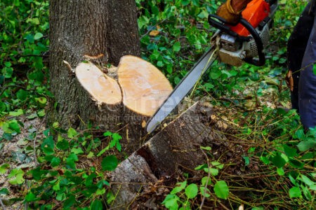 EGGSTÄTT - 🌲 Mann am Donnerstag (18.09.2025) bei Waldarbeiten von gefälltem Baum getroffen - Rettungsdienst kann 76-Jährigen nicht mehr retten! 🕯️