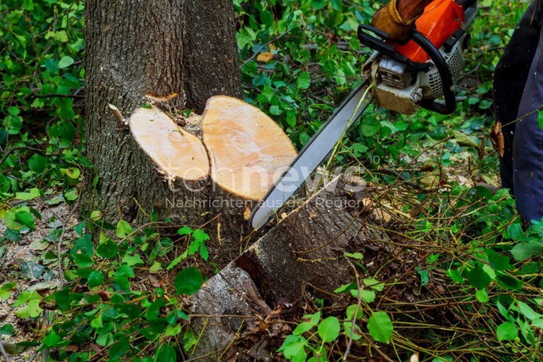 EGGSTÄTT - 🌲 Mann am Donnerstag (18.09.2025) bei Waldarbeiten von gefälltem Baum getroffen - Rettungsdienst kann 76-Jährigen nicht mehr retten! 🕯