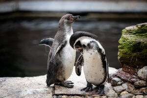 NÜRNBERG - 🐧 Süße Überraschung im Tiergarten! Pinguinnachwuchs Ernie und Bärbel erkunden nach Monaten im behäteten Nest ihre Welt! 🎉