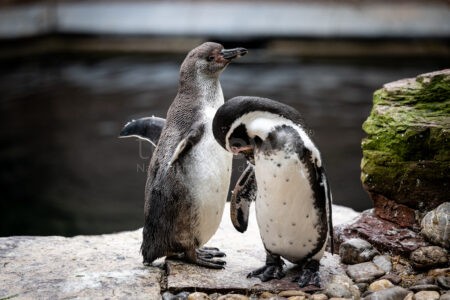 NÜRNBERG - 🐧 Süße Überraschung im Tiergarten! Pinguinnachwuchs Ernie und Bärbel erkunden nach Monaten im behäteten Nest ihre Welt! 🎉