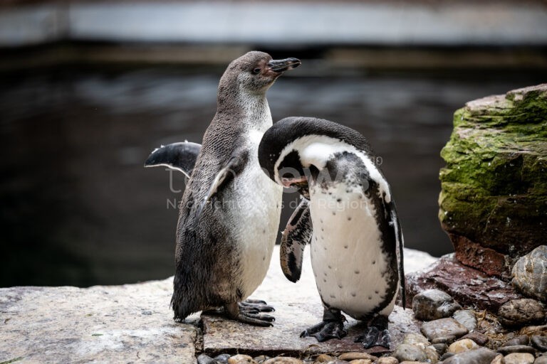 NÜRNBERG - 🐧 Süße Überraschung im Tiergarten! Pinguinnachwuchs Ernie und Bärbel erkunden nach Monaten im behäteten Nest ihre Welt! 🎉